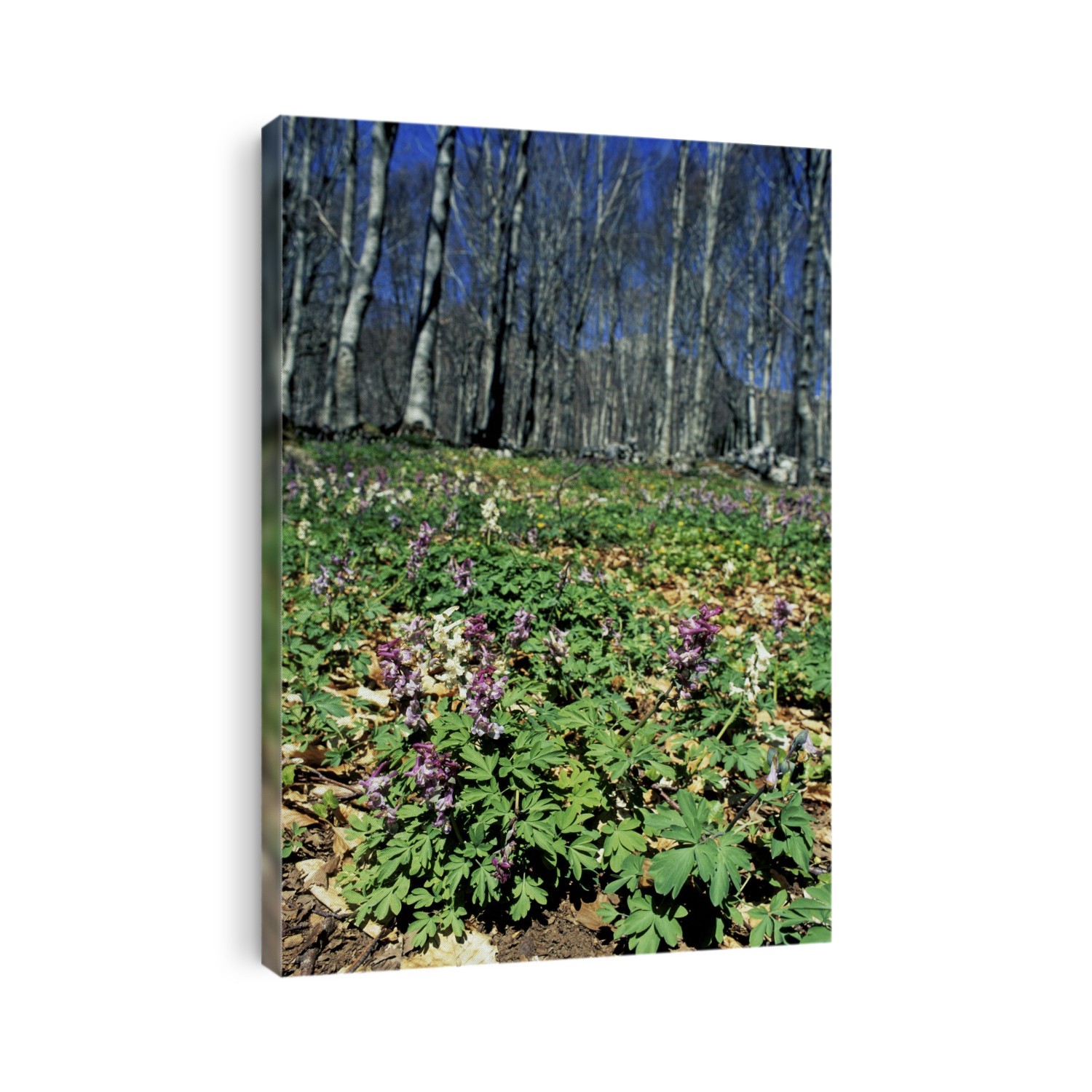 Corydalis cava flowering in early Spring in deciduous woods.