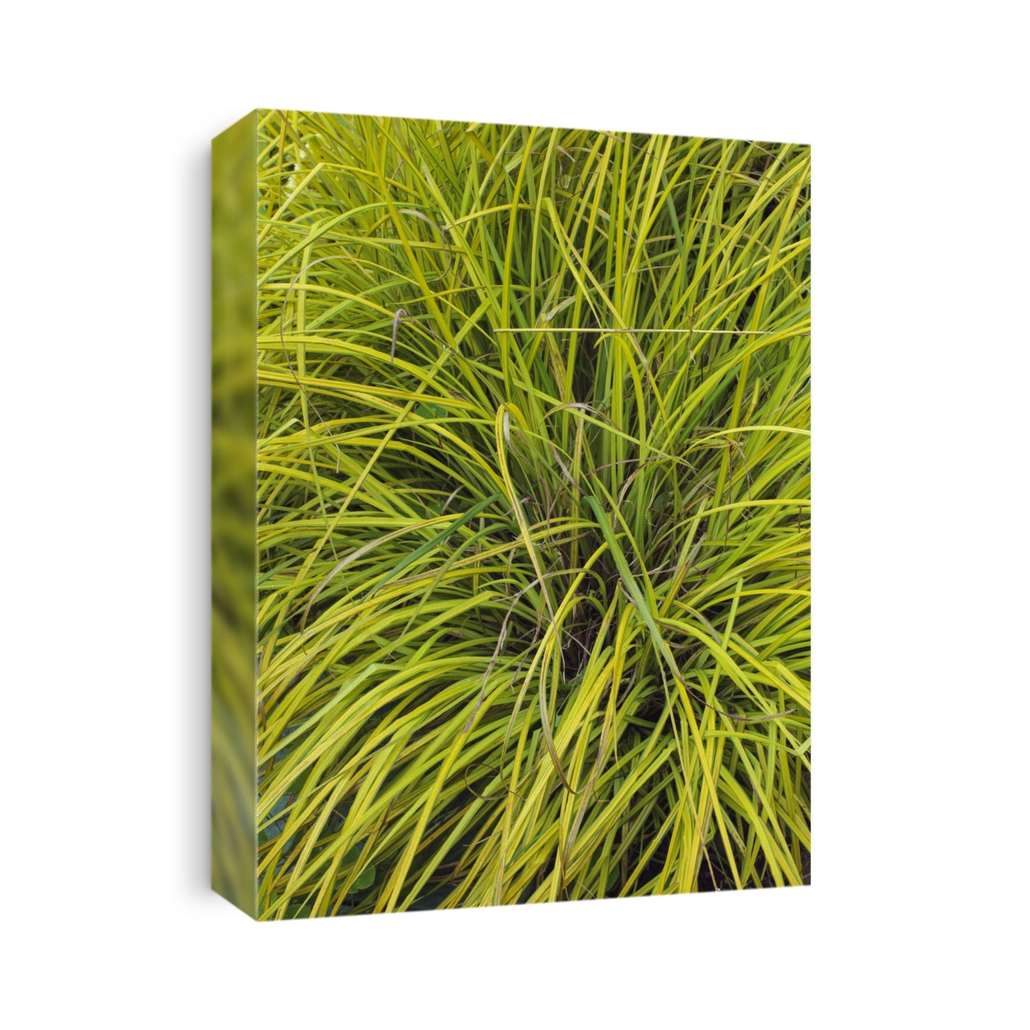 Bowles golden sedge (Carex elata 'Aurea'). syn Carex stricta 'Aurea'.