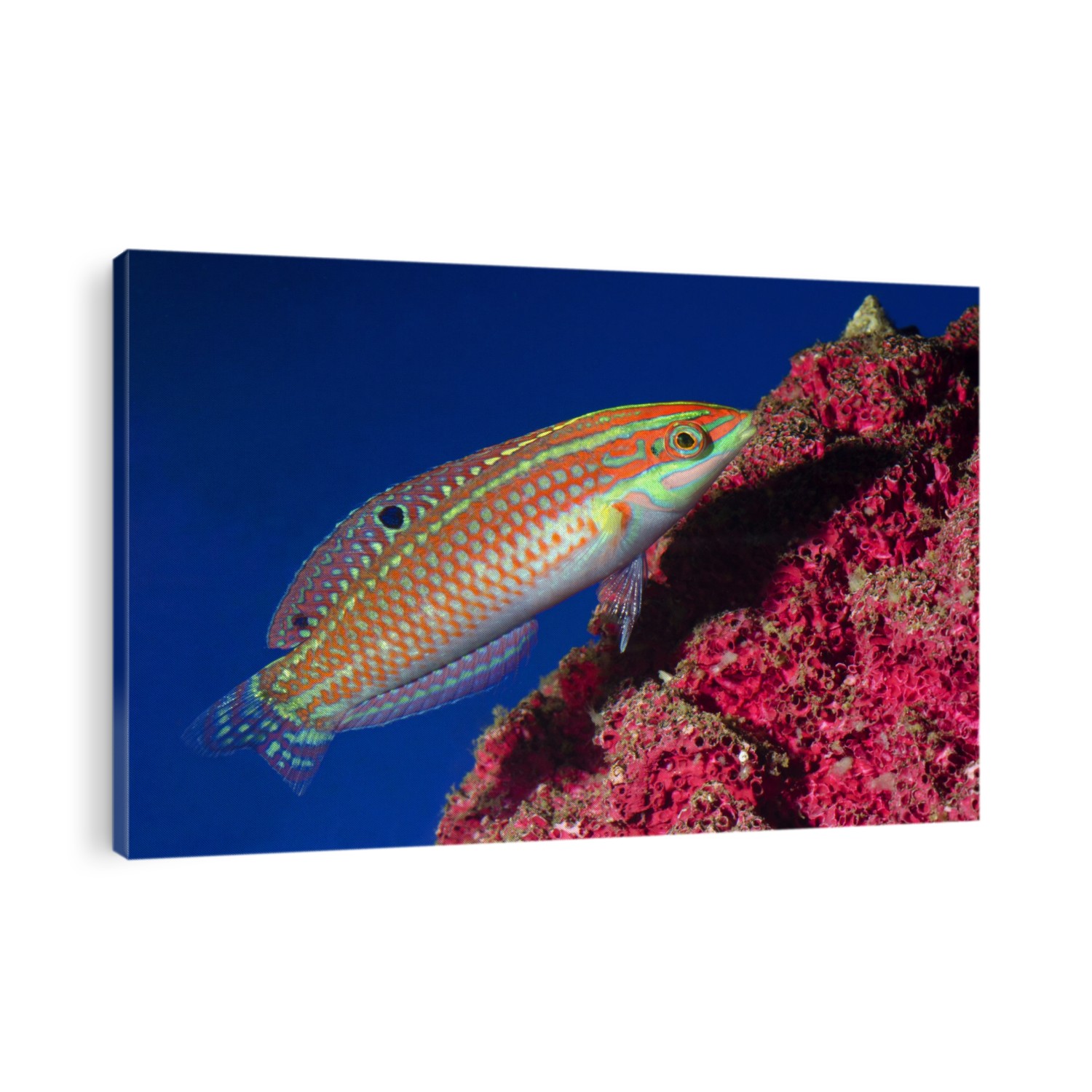 Adorned wrasse (Halichoeres cometus). This tropical marine fish is native to the Gulf of Thailand.