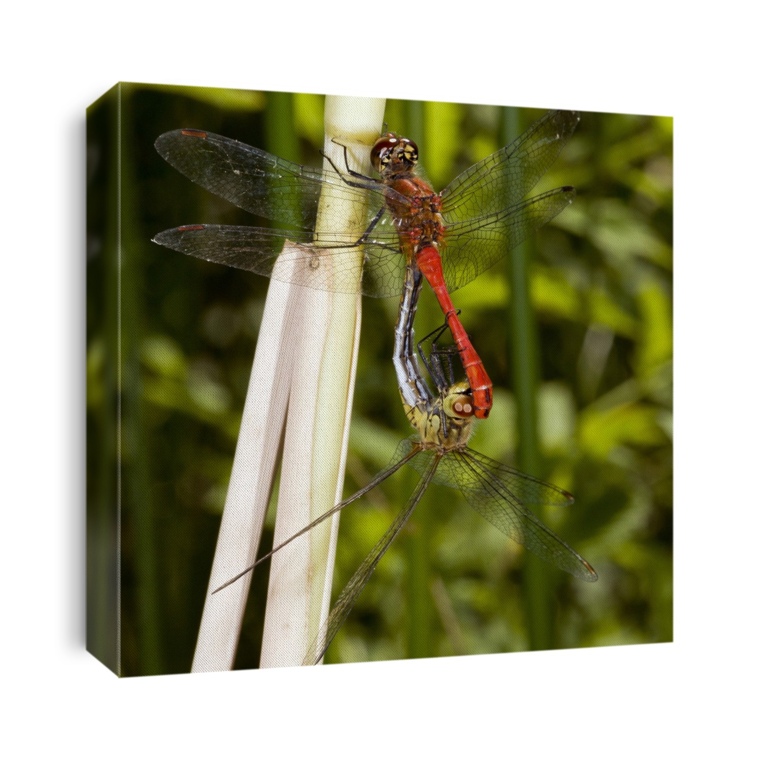 Male (top) and female ruddy darters (Sympetrum sanguineum) mating on a plant stem. The ruddy darter attains a wingspan of up to 6 cm. The head, thorax and abdomen of the male are vivid red, while the female is slightly smaller, and is a golden-yellow colour with black markings.