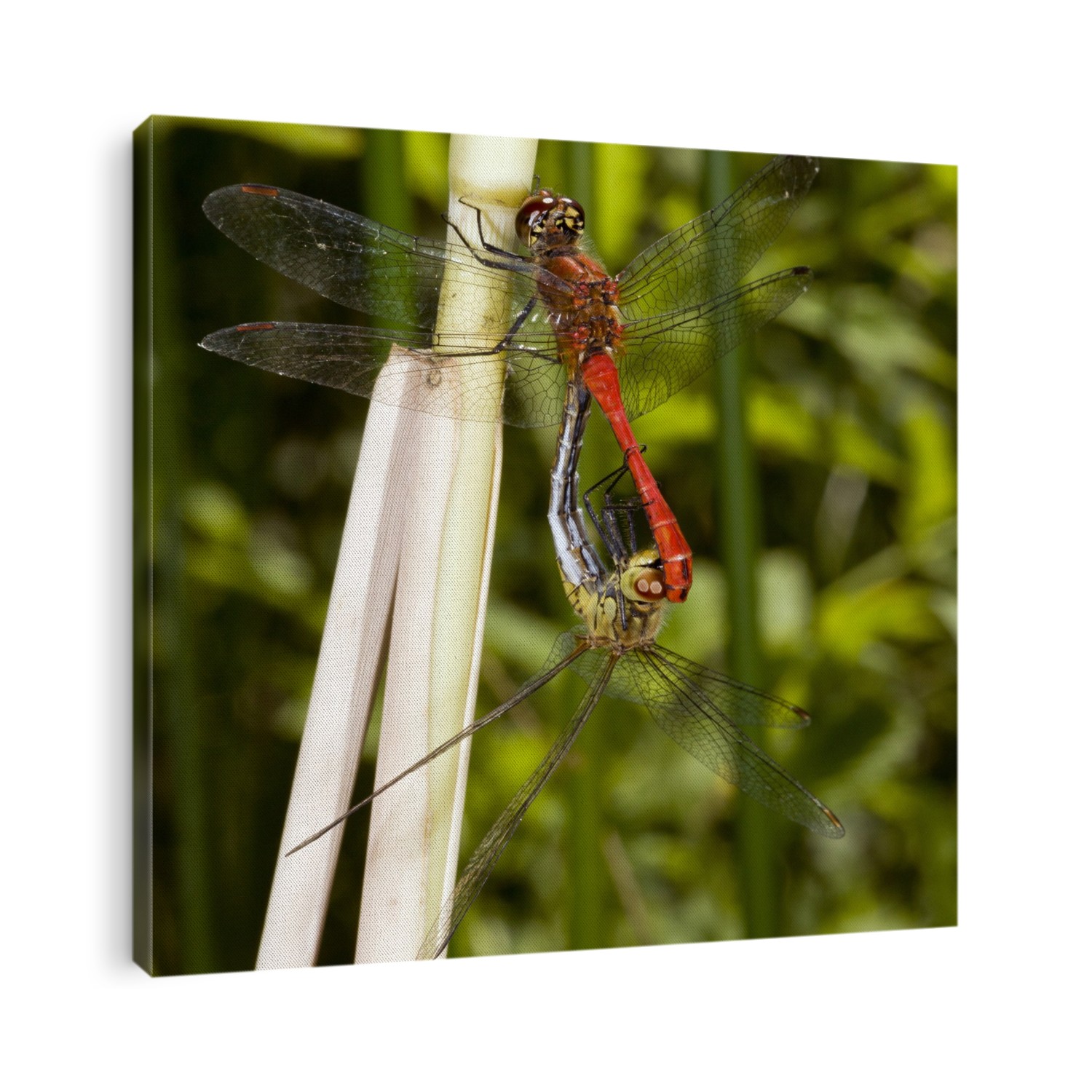 Male (top) and female ruddy darters (Sympetrum sanguineum) mating on a plant stem. The ruddy darter attains a wingspan of up to 6 cm. The head, thorax and abdomen of the male are vivid red, while the female is slightly smaller, and is a golden-yellow colour with black markings.