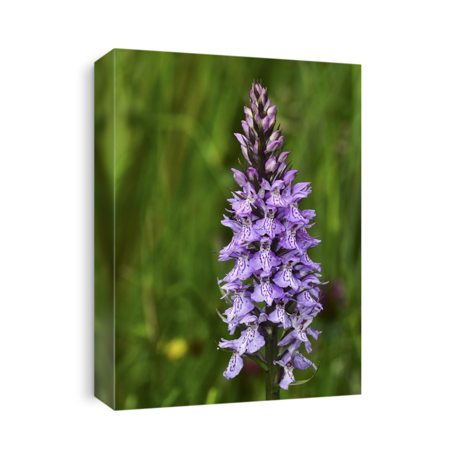 Common spotted orchid (Dactylorhiza fuchsii) in flower. Photographed in June, in Dorset, UK.