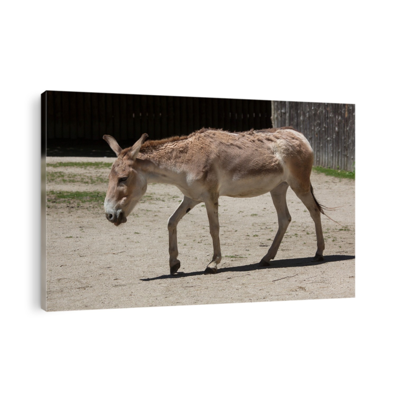 Persian onager (Equus hemionus onager), also known as the Persian wild ass. Wildlife animal. 