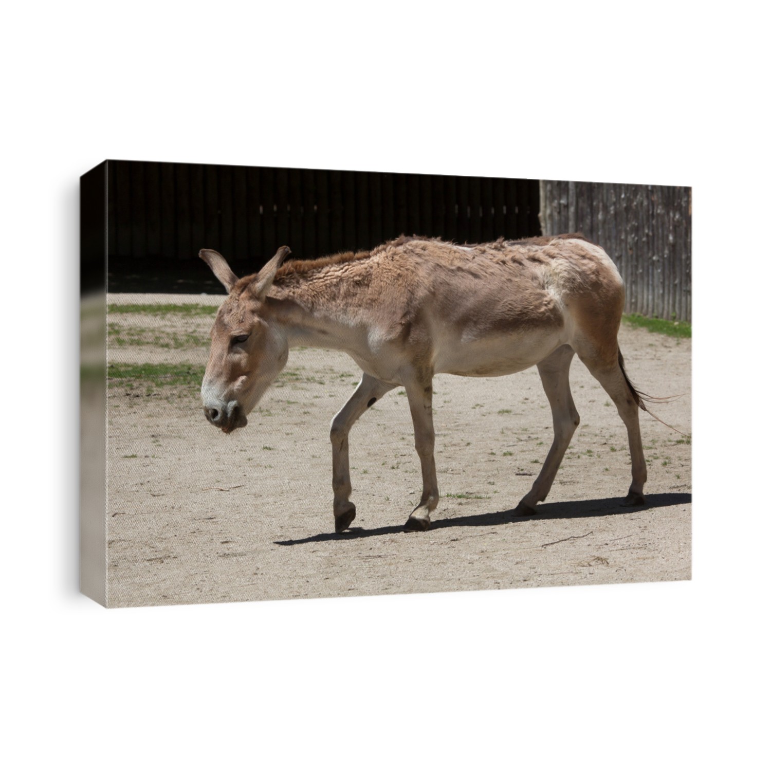 Persian onager (Equus hemionus onager), also known as the Persian wild ass. Wildlife animal. 