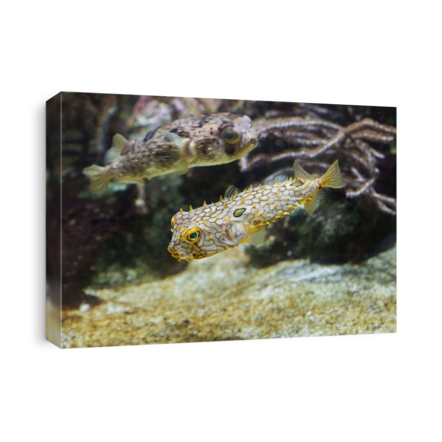 Striped burrfish (Chilomycterus schoepfi), also known as the spiny boxfish, and longspined porcupinefish (Diodon holocanthus), also known as the freckled porcupinefish.