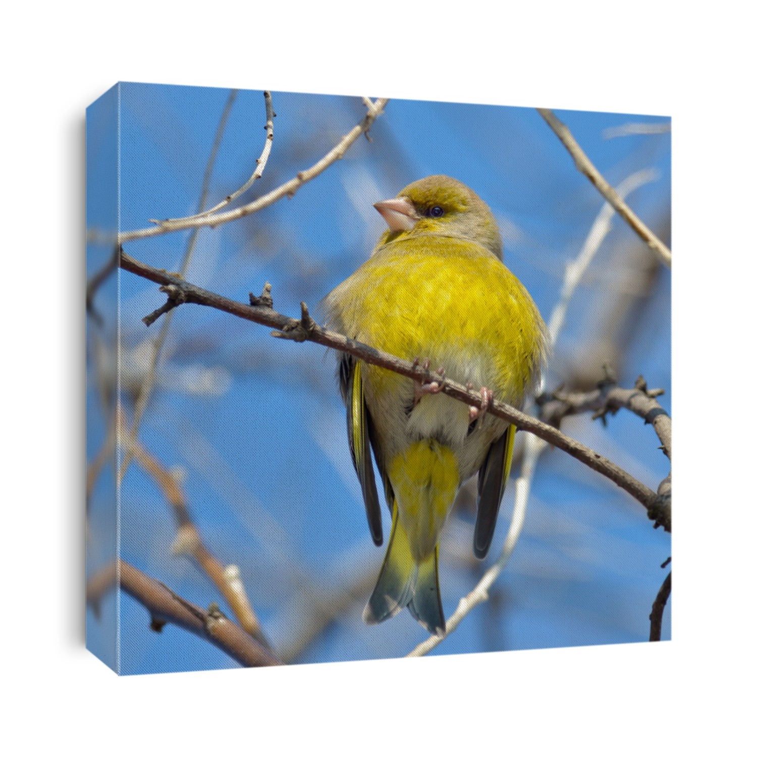 greenfinch in natural habitat (carduelis chloris)