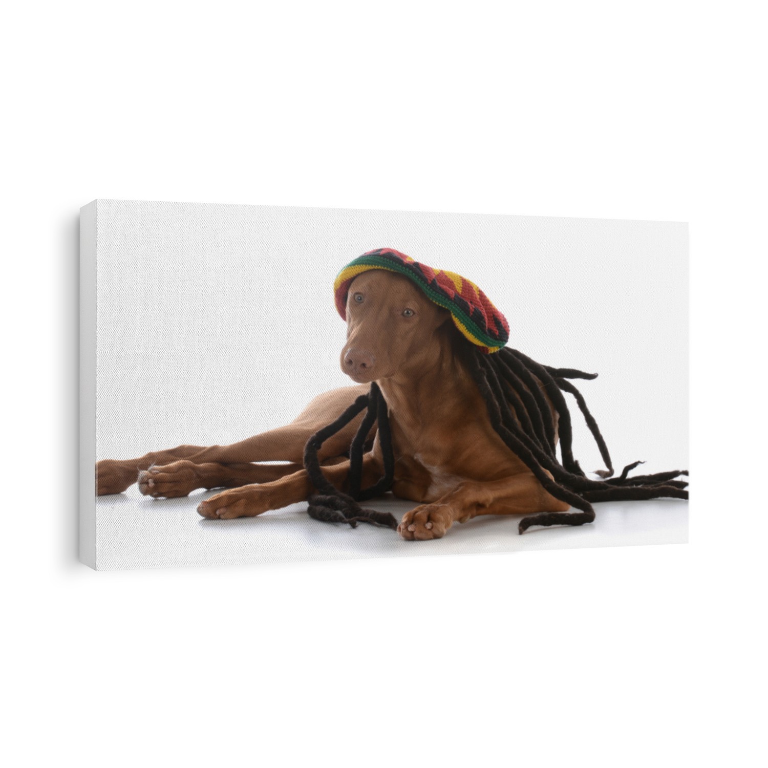 male pharoah hound wearing rastafarian wig on white background