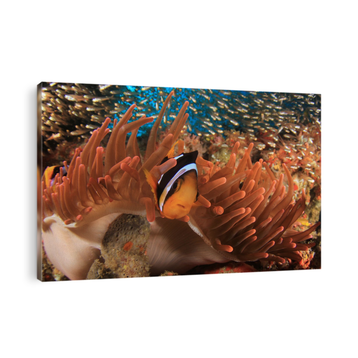 Clark's Anemonefish (Clownfish) in red anemone 