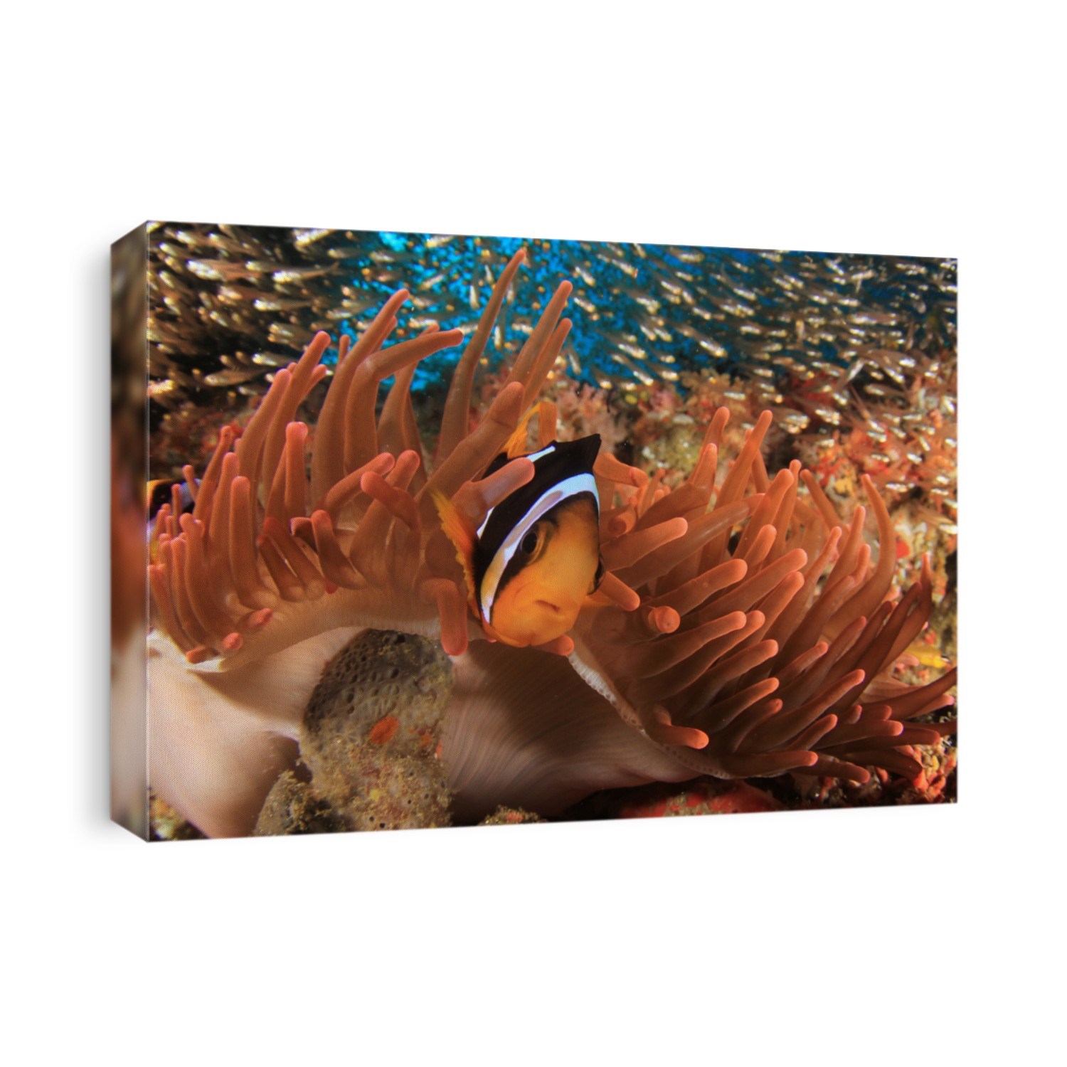 Clark's Anemonefish (Clownfish) in red anemone 