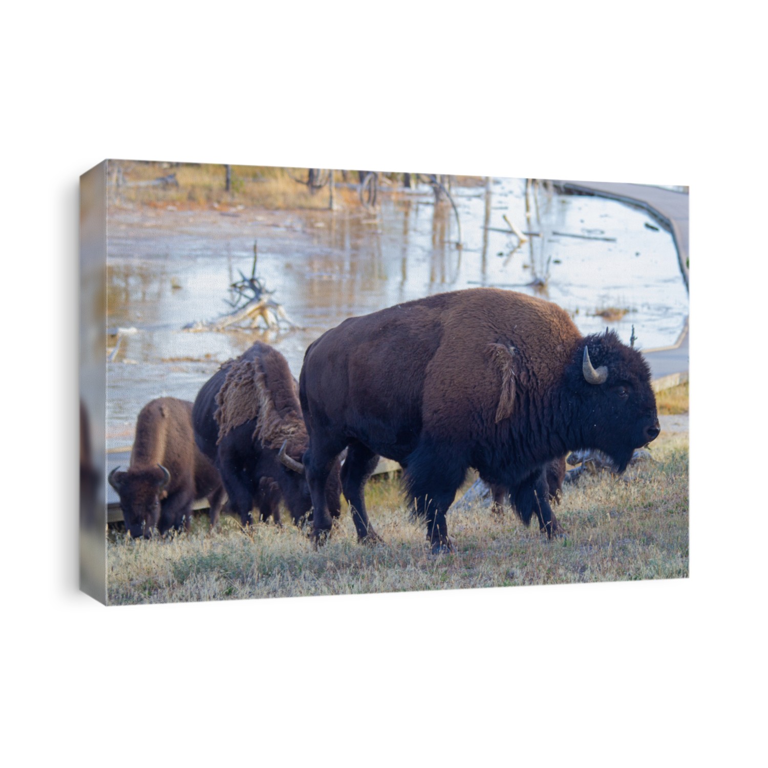 Bison in the Yellowstone national park, Wyoming, USA