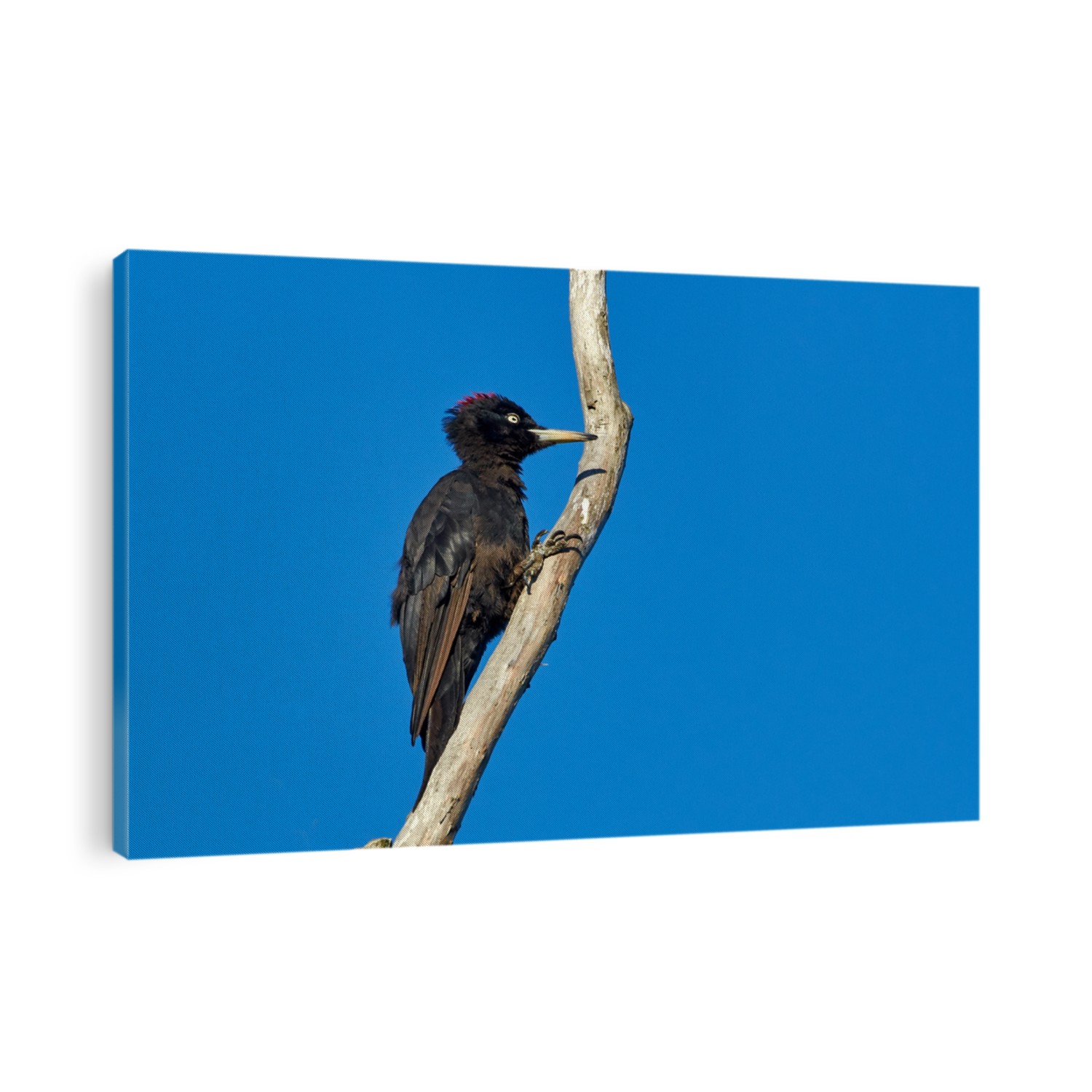The Black Woodpecker ( Dryocopus martius) on the branch